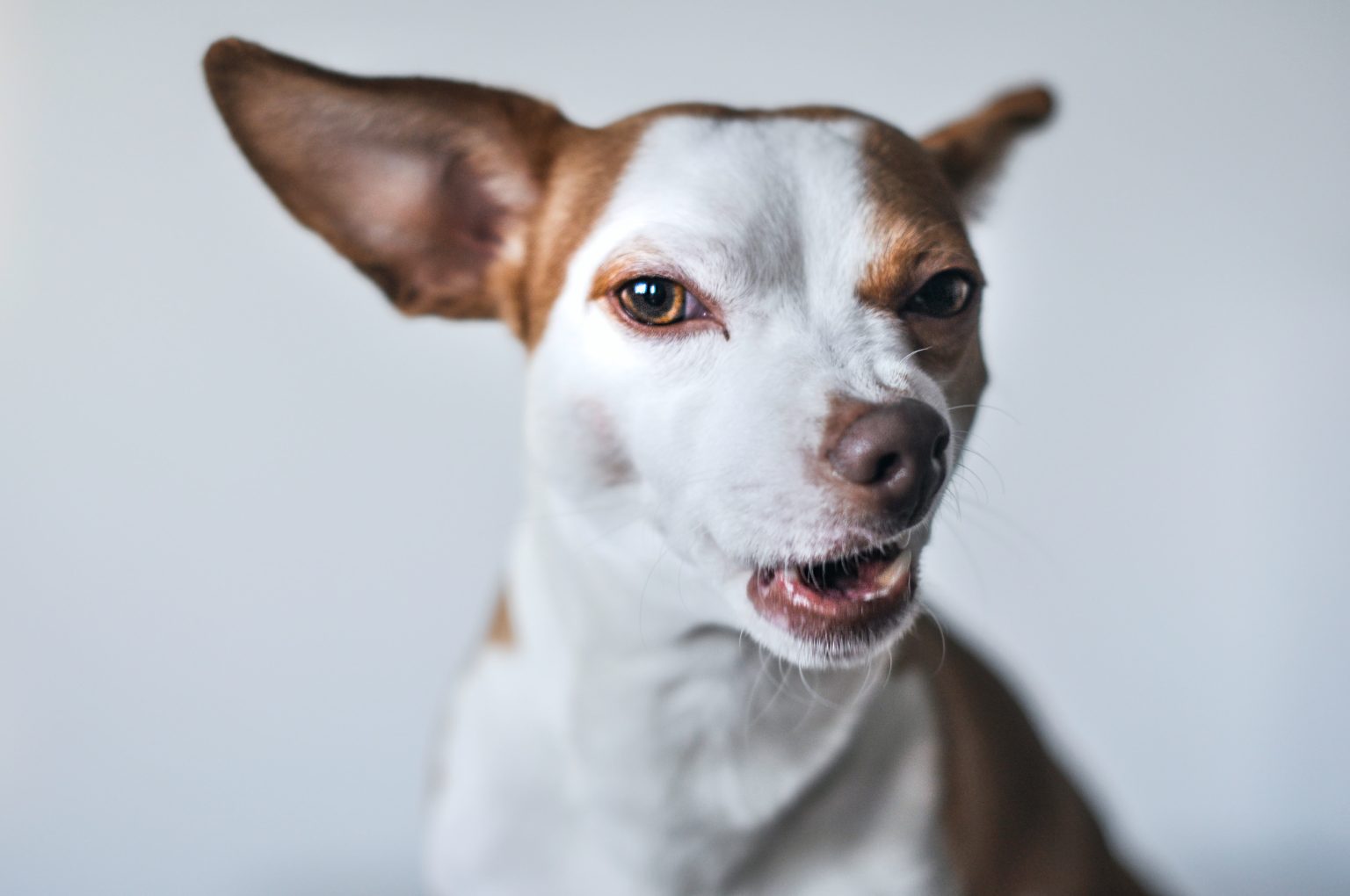 15 races de chiens qui sont étonnamment silencieux